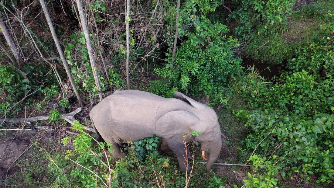 African forest elephant
