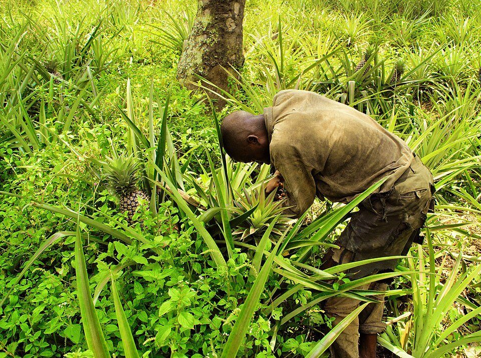 Congolese farmer harvesting pineapples