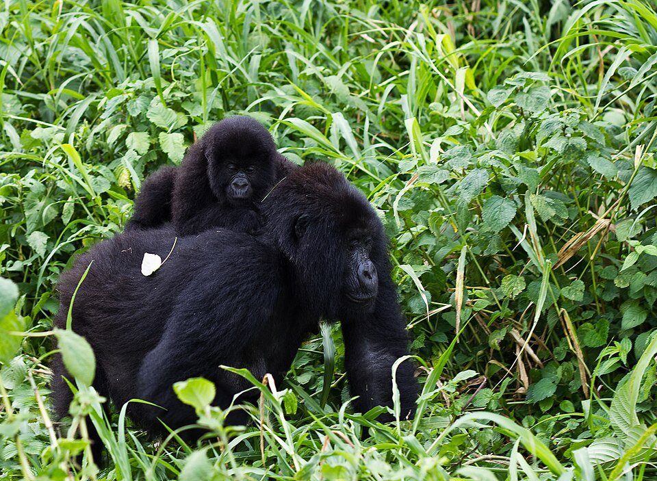 Mountain gorillas