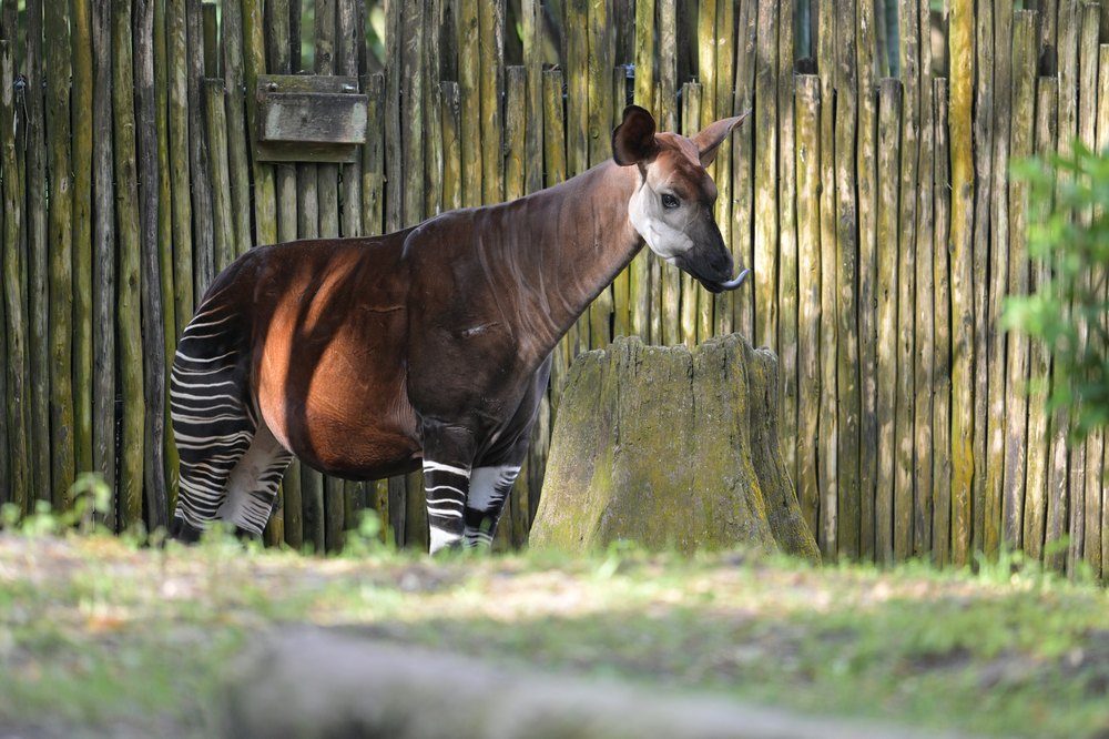 Okapi