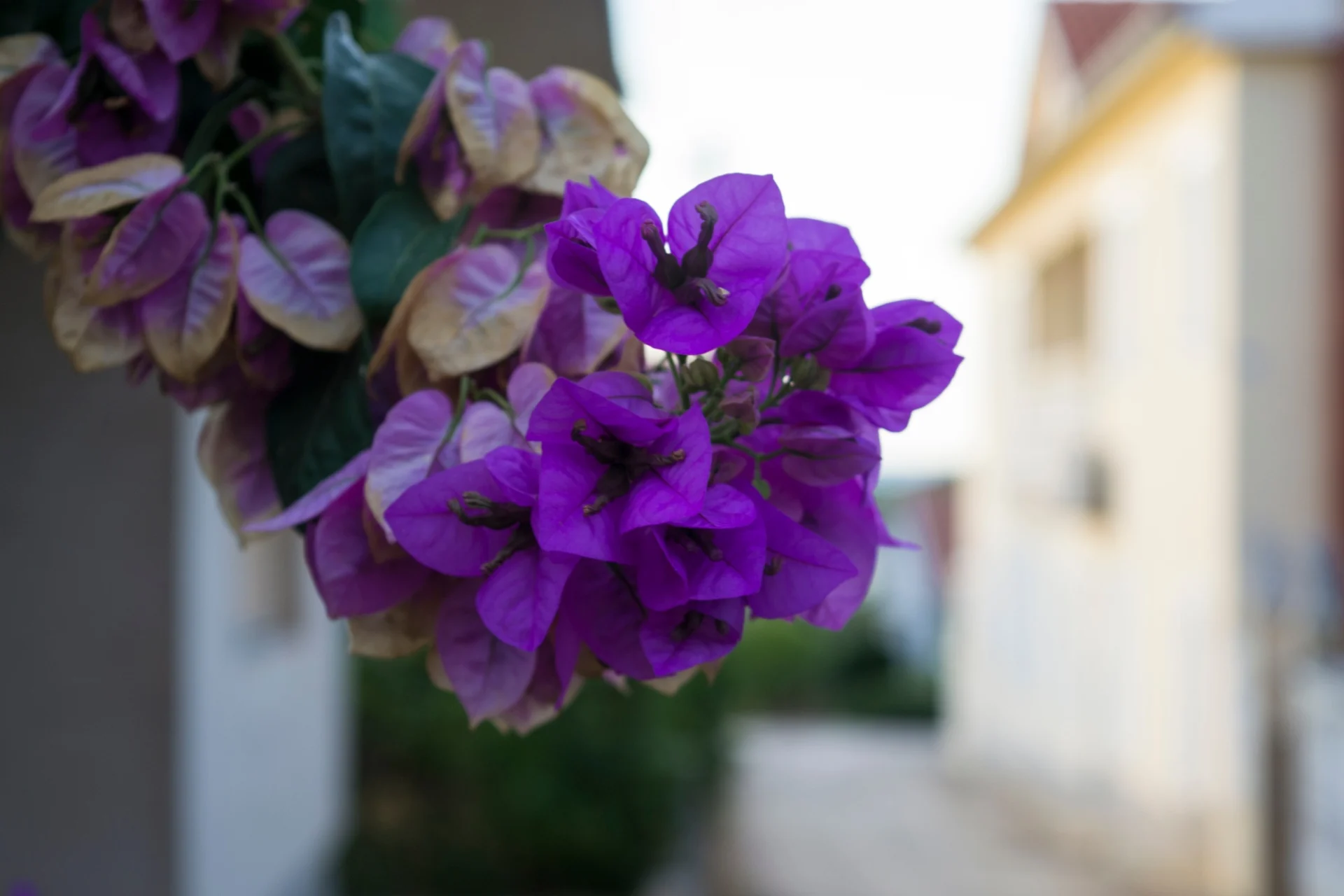 Selective focus shot of a beautiful Bougainvillea glabra, paperflower, growing around the wall